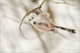 <p>MLYNAŘÍK DLOUHOOCASÝ (Aegithalos caudatus) Šluknovsko-Jiříkov ---- /Long-tailed-tit - Schwanzmeise/</p>