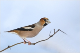 <p>DLASK TLUSTOZOBÝ (Coccothraustes coccothraustes) Šluknovsko - Jiříkov ---- /Hawfinch - Kernbeißer/</p>