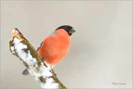 <p>HÝL OBECNÝ (Pyrrhula pyrrhula) Šluknovsko - Jiříkov ------- /Eurasian bullfinch - Gimpel/</p>
