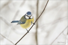 <p>SÝKORA MODŘINKA (Cyanistes caeruleus) ---- /Eurasian blue tit - Blaumeise/</p>