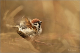 <p>VRABEC POLNÍ (Passer montanus) /Eurasian tree sparrow -Feldsperling/</p>