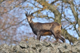 <p>KAMZÍK HORSKÝ (Rupicapra rupicapra) Lužické hory, Studenec /Chamois - Gämse/</p>