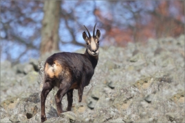 <p>KAMZÍK HORSKÝ (Rupicapra rupicapra) Lužické hory, Studenec / Chamois / Gämse</p>