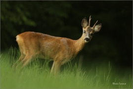 <p>SRNEC OBECNÝ (Capreolus capreolus) Šluknovsko - Valdek --- /European roe deer - Reh/</p>