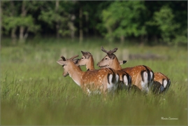 <p>DANĚK SKVRNITÝ (Dama dama) Šluknovsko - Valdek /Fallow deer - Damhirsch/</p>
