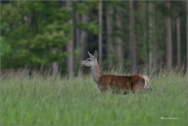 <p>JELEN LESNÍ (Cervus elaphus) Šluknovsko - Valdek --- / Red deer / Rothirsch</p>