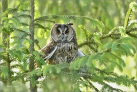<p>KALOUS UŠATÝ (Asio otus) sokolnicky vedený ----- /Long-eared owl - Waldohreule/</p>