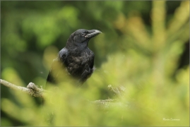 <p>KRKAVEC VELKÝ (Corvus corax) v lidské péči ---- /Common raven - Kolkrabe/</p>