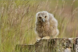 <p>VÝR VELKÝ (Bubo bubo) v lidské péči /Eurasian eagle-owl - Uhu/</p>