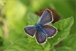 <p>MODRÁSEK ČERNOLEMÝ (Plebejus argus) Dolní Podluží --- /Silver-studded blue - Geißklee-Bläuling/</p>