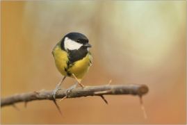 <p>SÝKORA KOŇADRA (Parus major) ------- /Great tit - Kohlmeise/</p>