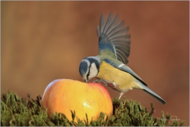 <p>SÝKORA MODŘINKA (Cyanistes caeruleus) ---- /Eurasian blue tit - Blaumeise/</p>