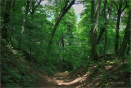 <p>jižní Morava - Pálava</p>