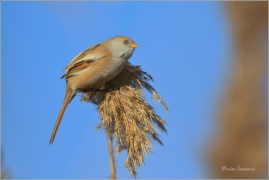 <p>SÝKOŘICE VOUSATÁ ((Panurus biarmicus) - jezero Milada ---- /Bearded reedling - Bartmeise)</p>