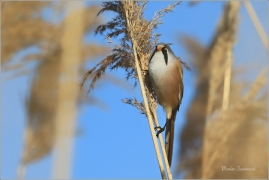 <p>SÝKOŘICE VOUSATÁ ((Panurus biarmicus) - jezero Milada ---- /Bearded reedling - Bartmeise)</p>
