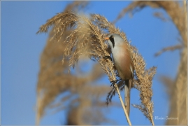 <p>SÝKOŘICE VOUSATÁ ((Panurus biarmicus) - jezero Milada ---- /Bearded reedling - Bartmeise)</p>