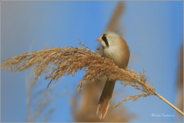 <p>SÝKOŘICE VOUSATÁ ((Panurus biarmicus) - jezero Milada ---- /Bearded reedling - Bartmeise)</p>