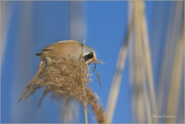 <p>SÝKOŘICE VOUSATÁ ((Panurus biarmicus) - jezero Milada ---- /Bearded reedling - Bartmeise)</p>