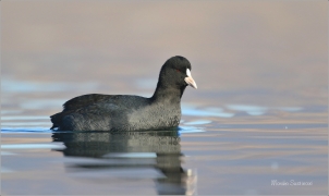 <p>LYSKA ČERNÁ (Fulica atra) jezero Milada --- /Eurasian coot - Blässhunh/</p>