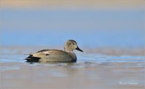 <p>KOPŘIVKA OBECNÁ ((Anas strepera) jezero Milada --- /Gadwall - Schnatterente/</p>