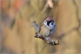 <p>VRABEC POLNÍ (Passer montanus) /Eurasian tree sparrow -Feldsperling/</p>