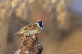 <p>VRABEC POLNÍ (Passer montanus) /Eurasian tree sparrow -Feldsperling/</p>