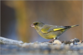 <p>ZVONEK ZELENÝ (Carduelis chloris) ---- /European greenfinch - Grünfink/</p>