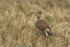 <p>SKŘIVAN POLNÍ (Alauda arvensis) - Šluknovsko, Jiříkov ---- /Eurasian skylark - Feldlerche/</p>
