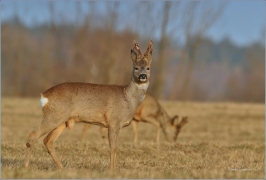 <p>SRNEC OBECNÝ (Capreolus capreolus) Šluknovsko - Království /European roe deer - Reh/</p>