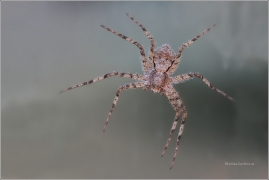 <p>LISTOVNÍK (Philodromus sp.)</p>