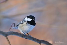 <p>SÝKORA UHELNÍČEK (Periparus ater) ---- /Coal tit - Tannenmeise/</p>