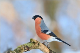 <p>HÝL OBECNÝ (Pyrrhula pyrrhula) Šluknovsko - Jiříkov ------- /Eurasian bullfinch - Gimpel/</p>