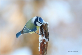 <p>SÝKORA MODŘINKA (Cyanistes caeruleus) ---- /Eurasian blue tit - Blaumeise/</p>