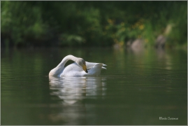 <p>LABUŤ ZPĚVNÁ (Cygnus cygnus) ---- /Whooper swan - Singschwan/</p>