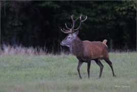 <p>JELEN LESNÍ (Cervus elaphus) Lužické hory --- / Red deer / Rothirsch</p>