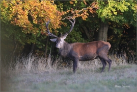 <p>JELEN LESNÍ (Cervus elaphus) Lužické hory - pod Studencem / Red deer / Rothirsch</p>