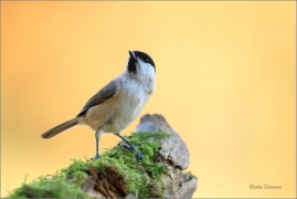 <p>SÝKORA BABKA ( Parus palustris) /Marsh tit - Sumpfmeise/</p>