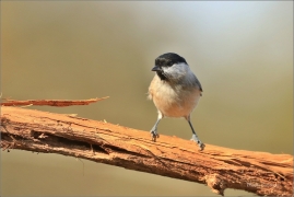 <p>SÝKORA BABKA ( Parus palustris) /Marsh tit - Sumpfmeise/</p>