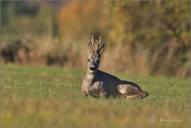 <p>SRNEC OBECNÝ (Capreolus capreolus) Šluknovsko - Jiříkov --- /European roe deer - Reh/</p>