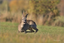 <p>SRNEC OBECNÝ (Capreolus capreolus) Šluknovsko - Jiříkov --- /European roe deer - Reh/</p>