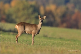 <p>SRNEC OBECNÝ (Capreolus capreolus) Šluknovsko - Jiřkov --- /European roe deer - Reh/</p>