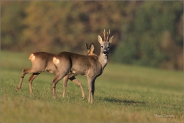 <p>SRNEC OBECNÝ (Capreolus capreolus) Šluknovsko - Jiříkov--- /European roe deer - Reh/</p>