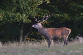 <p>JELEN LESNÍ (Cervus elaphus) Lužické hory - pod Studencem / Red deer / Rothirsch</p>