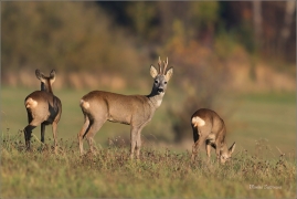 <p>SRNEC OBECNÝ (Capreolus capreolus) Šluknovsko - Jiříkov --- /European roe deer - Reh/</p>