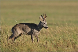 <p>SRNEC OBECNÝ (Capreolus capreolus) Šluknovsko - Jiříkov --- /European roe deer - Reh/</p>