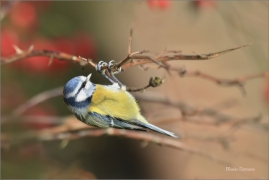 <p>SÝKORA MODŘINKA (Cyanistes caeruleus) ---- /Eurasian blue tit - Blaumeise/</p>