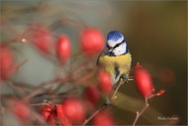 <p>SÝKORA MODŘINKA (Cyanistes caeruleus) ---- /Eurasian blue tit - Blaumeise/</p>
