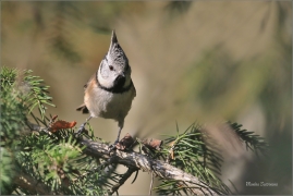 <p>SÝKORA PARUKÁŘKA - Šluknovsko - okolí Jiříkova (Lophophanes cristatus) ---- /Crested tit - Haubenmeise/</p>