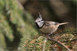 <p>SÝKORA PARUKÁŘKA - Šluknovsko - okolí Jiříkova (Lophophanes cristatus) ---- /Crested tit - Haubenmeise/</p>
