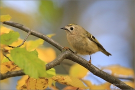 <p>KRÁLÍČEK OBECNÝ (Regulus regulus) Šluknovsko - Jiříkov /Goldcrest - Wintergoldhähnchen/</p>
